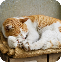 猫がている写真2